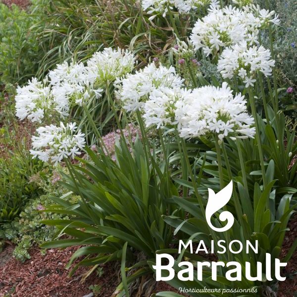 Agapanthus umbellatus blanche