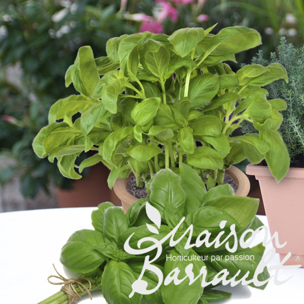 Basilic grand vert