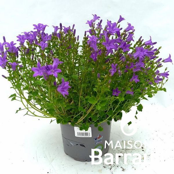 Campanula muralis