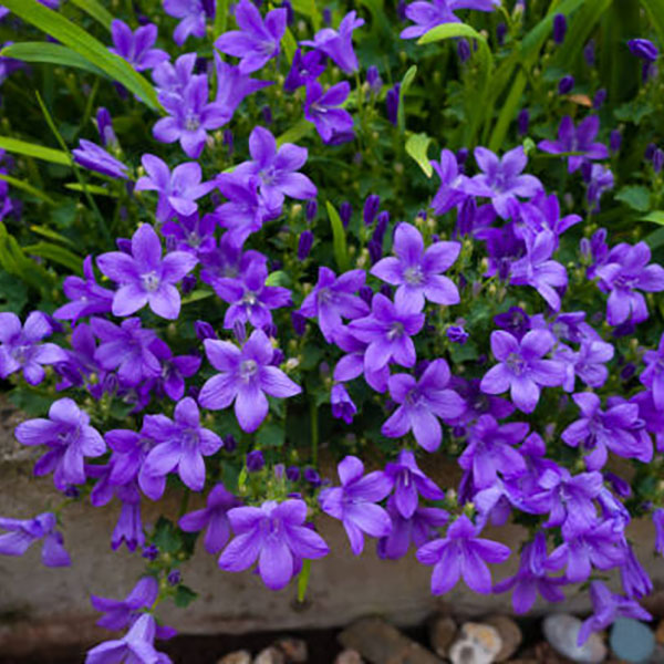 Campanule des murs bleue (Campanula muralis)