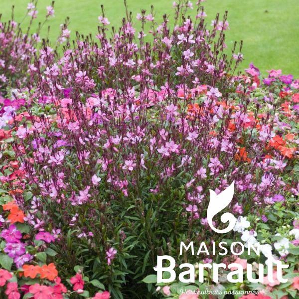 Gaura-lindheimeri