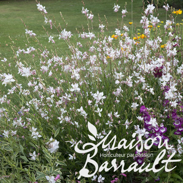 Gaura lindheimeri 'Short Form'