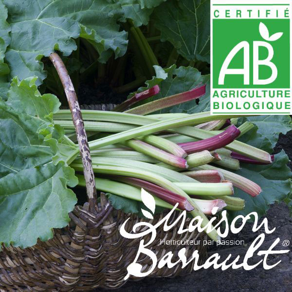Rhubarbe bio (Rheum rhabarbarum bio)