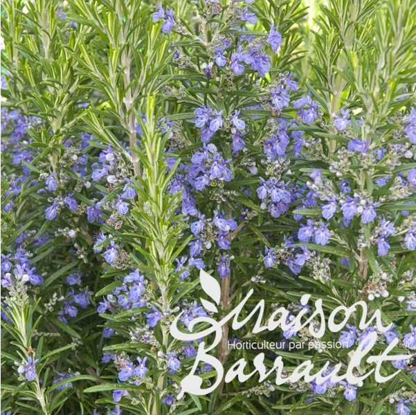 Rosmarinus officinalis