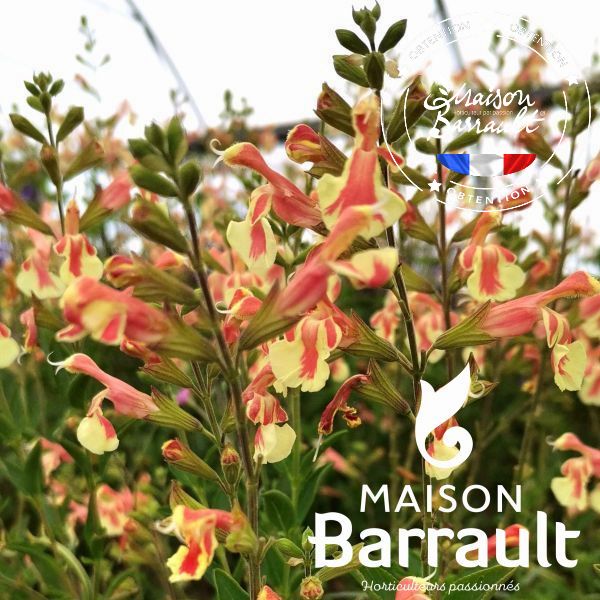 Sauge arbustive Belle de Loire - Salvia jamensis Pot de 2L/3L