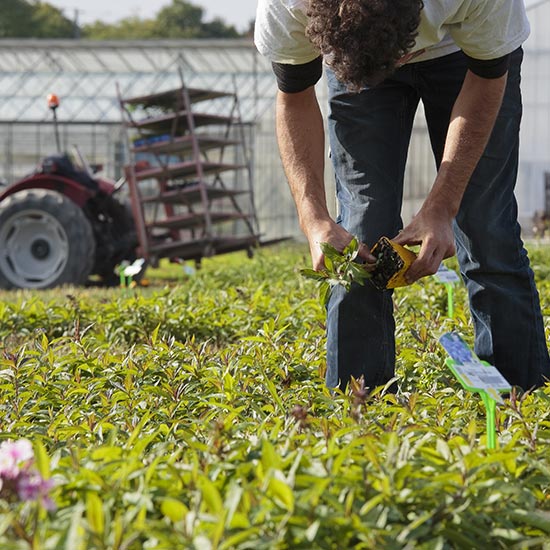 Production Horticole