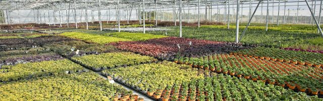 Production Horticole