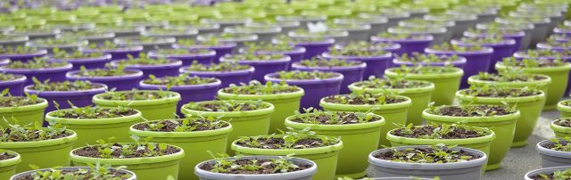 Production Horticole