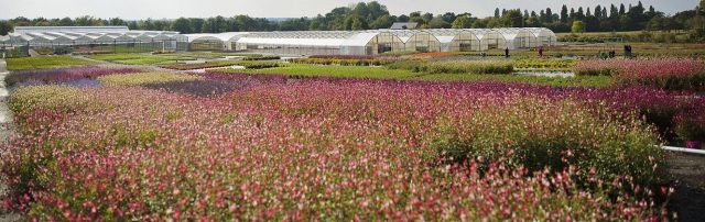 Production Horticole