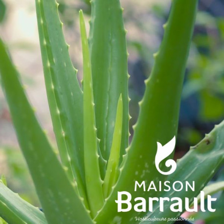 Aloe vera
