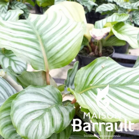 Calathea orbifolia