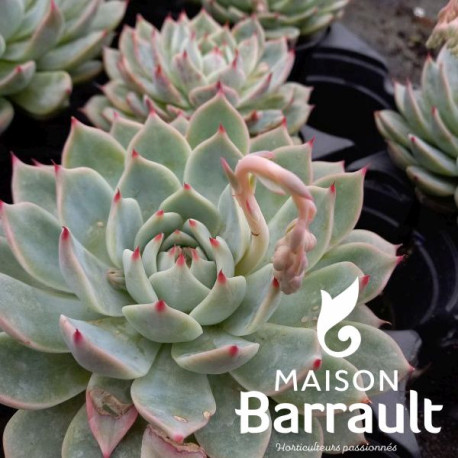 echeveria-parva