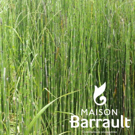 Equisetum hyemale 'Japonicum'