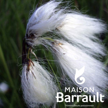 Eriophorum angustifolium
