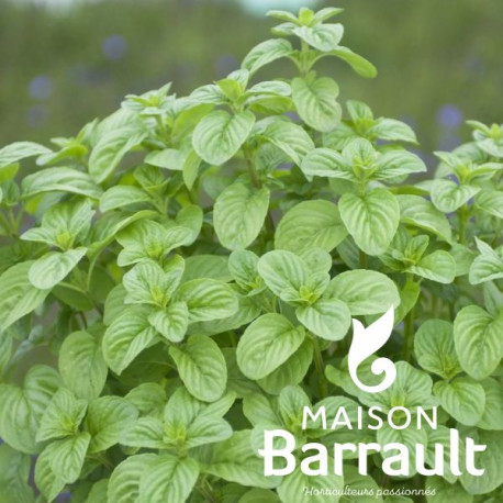 Mentha aquatica