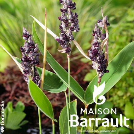 Thalia dealbata
