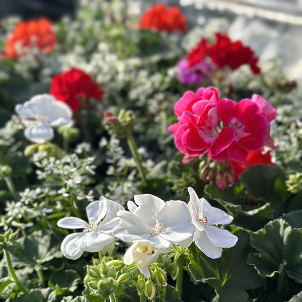 pelargonium