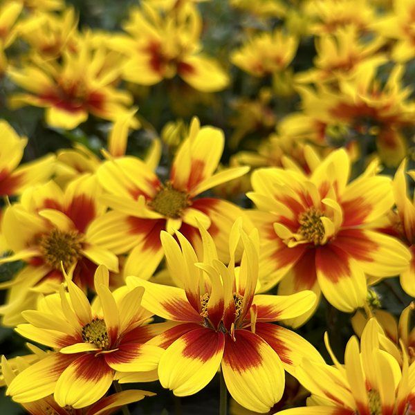 Bidens ferulifolia bicolore