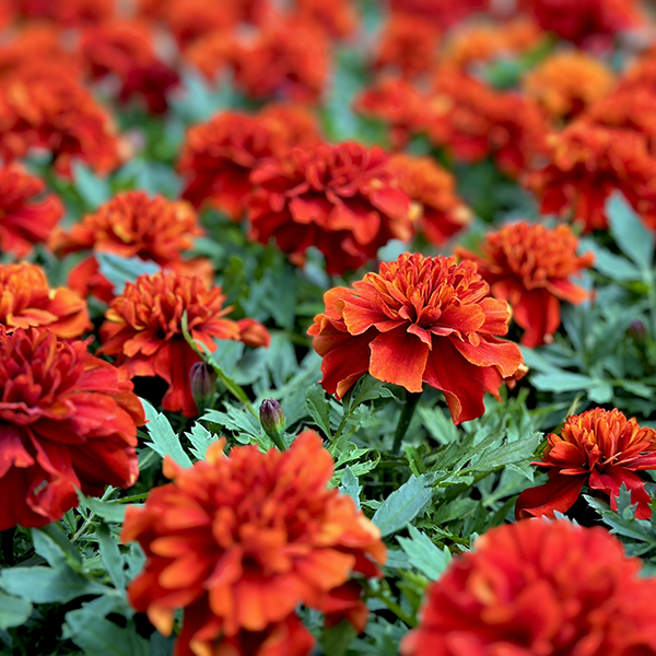 Tagetes patula