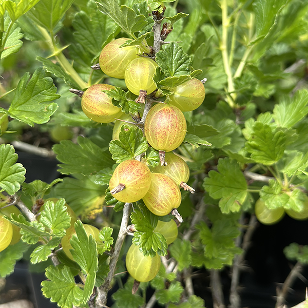 Ribes rubrum