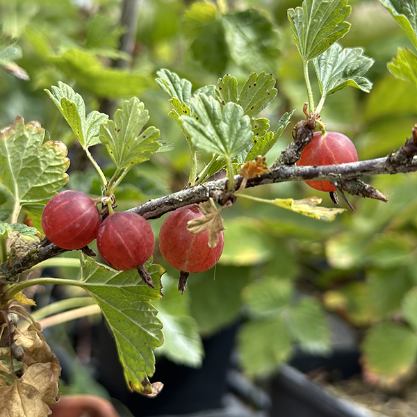 Hinnonmäki rouge Ribes uva crispa