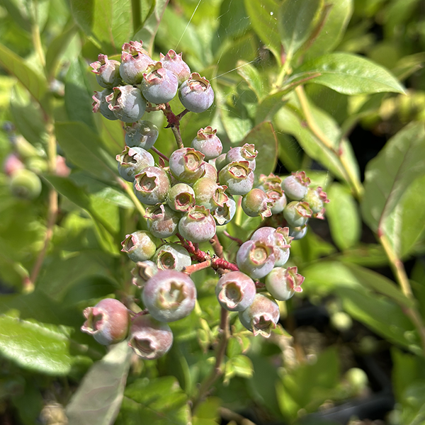 Vaccinum corymbosum