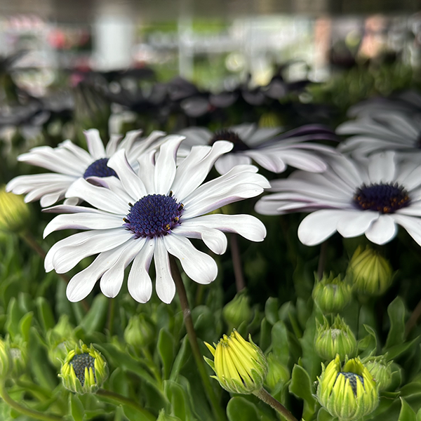 Osteospermum