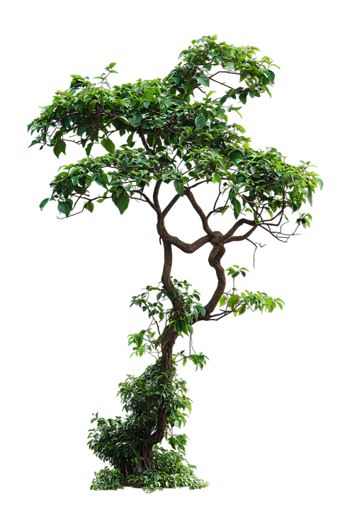 Arborescence